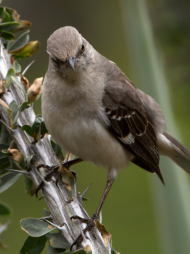 Mockingbird.jpg