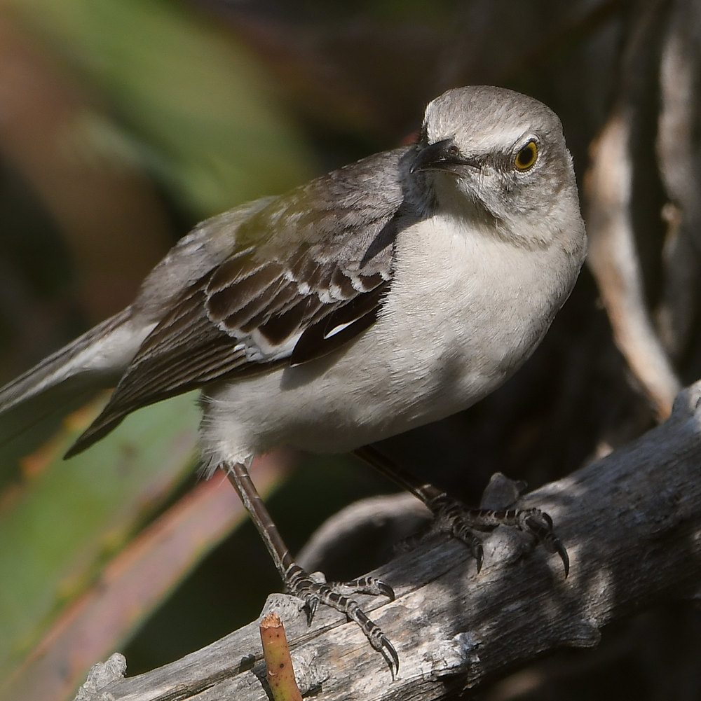 Mockingbird.jpg