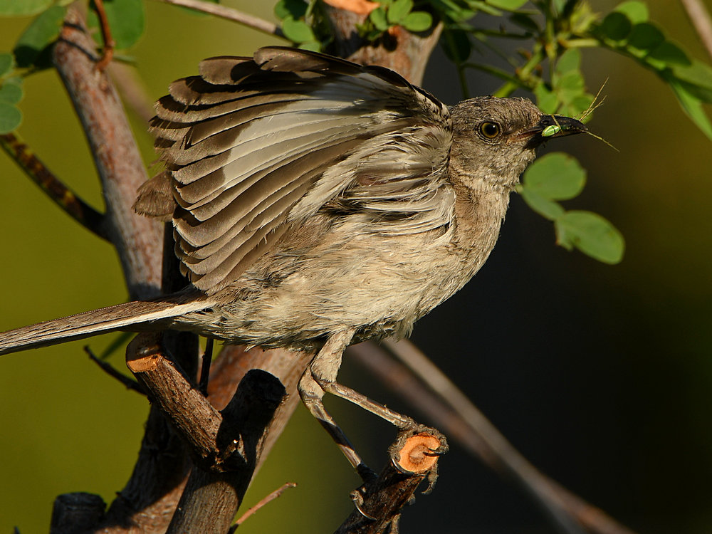 Mockingbird.jpg