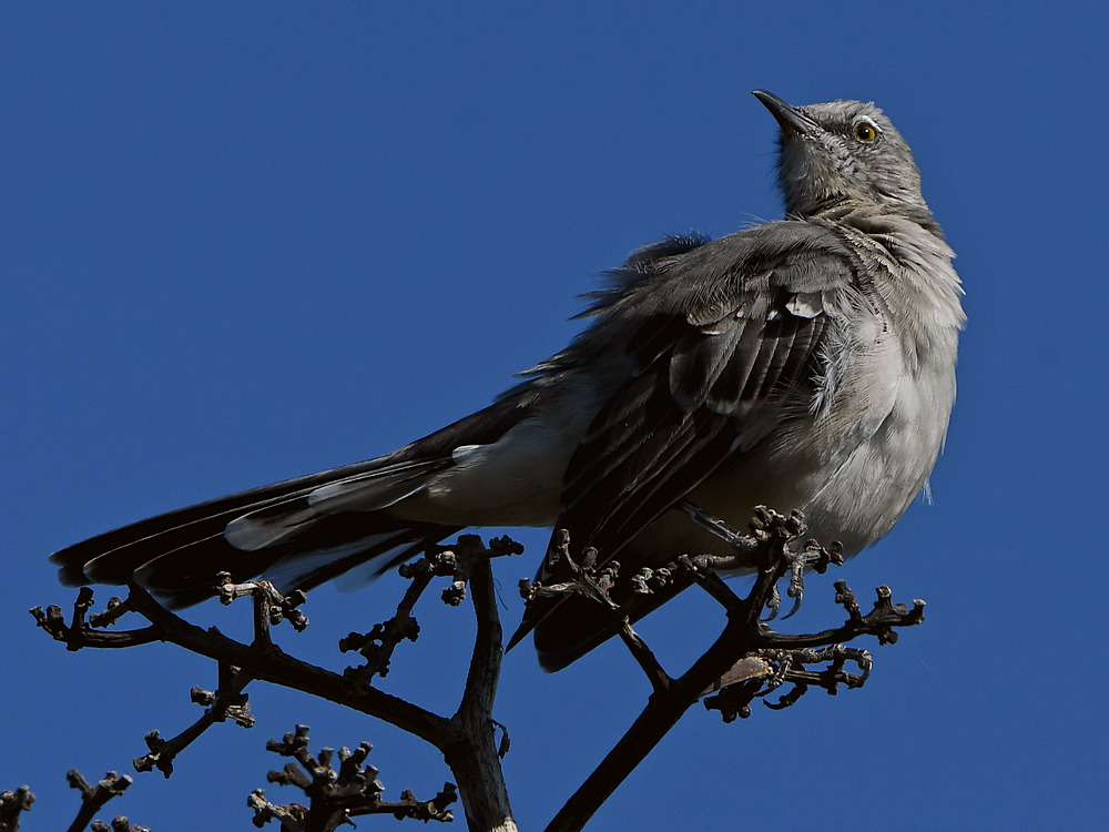 Mockingbird.jpg