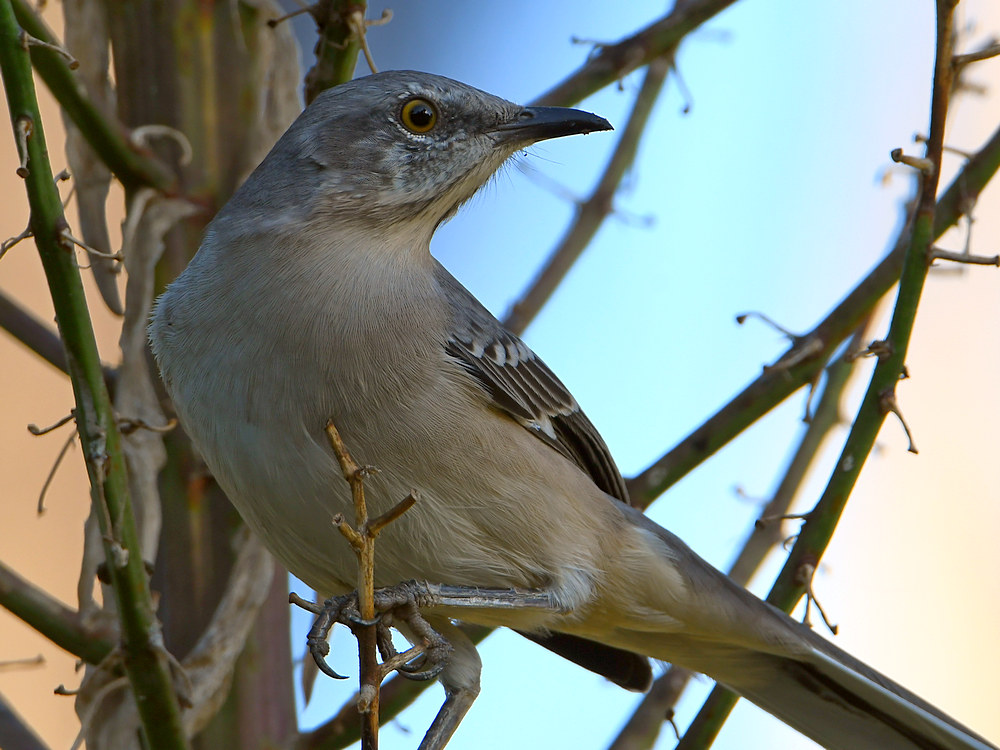 Mockingbird.jpg