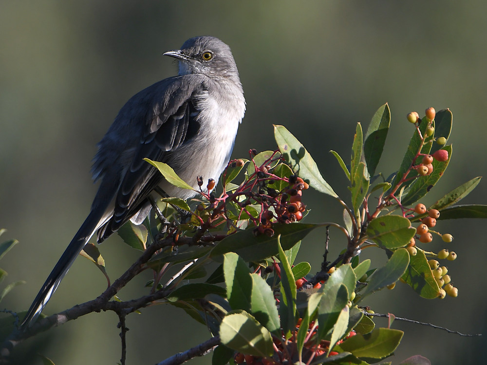 Mockingbird.jpg
