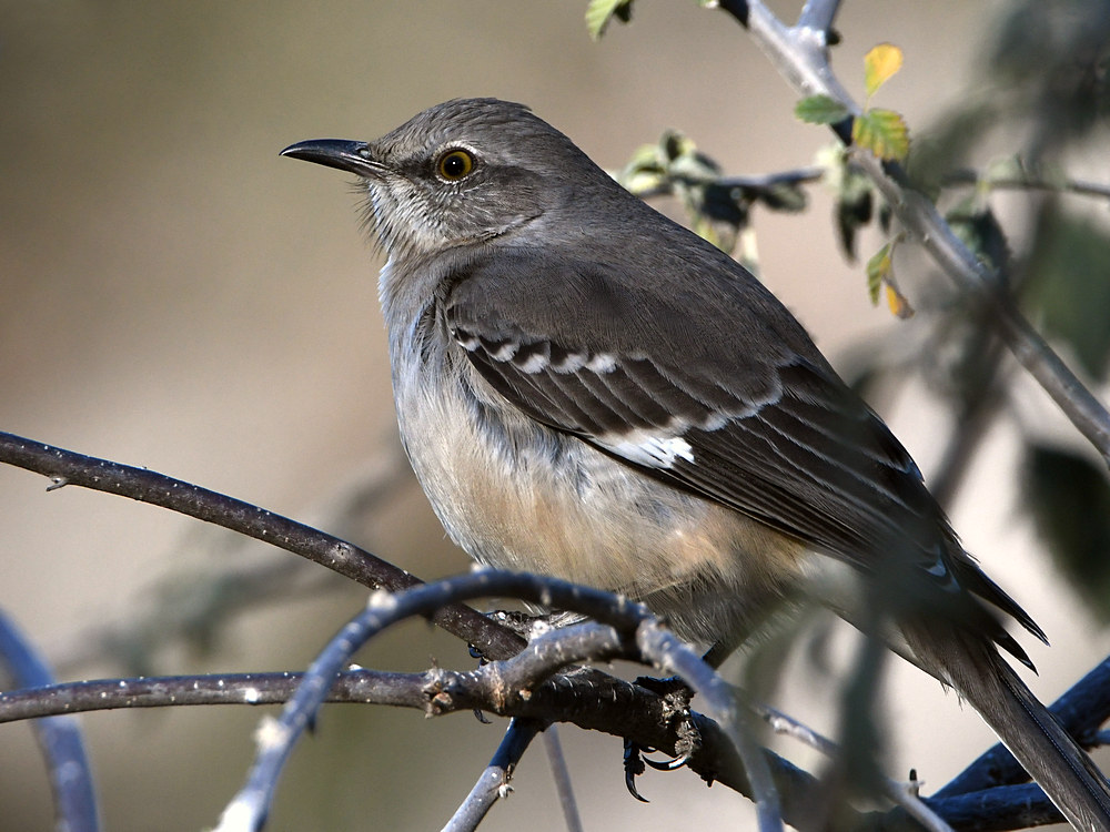 Mockingbird.jpg