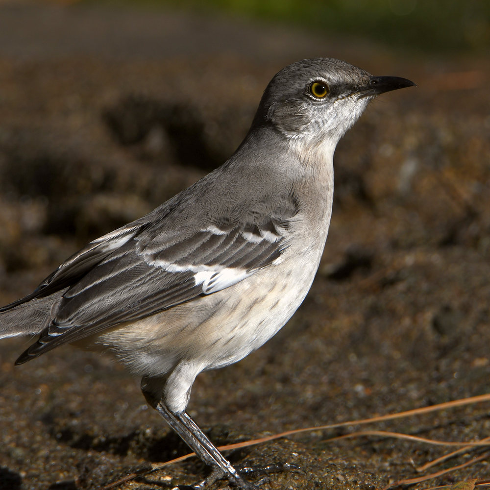 Mockingbird.jpg