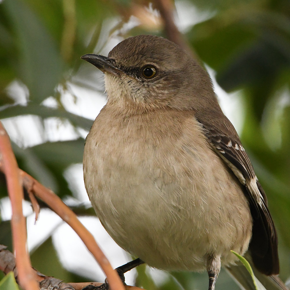 Mockingbird.jpg