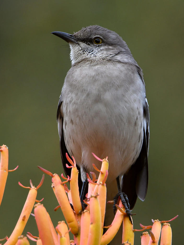 Mockingbird.jpg