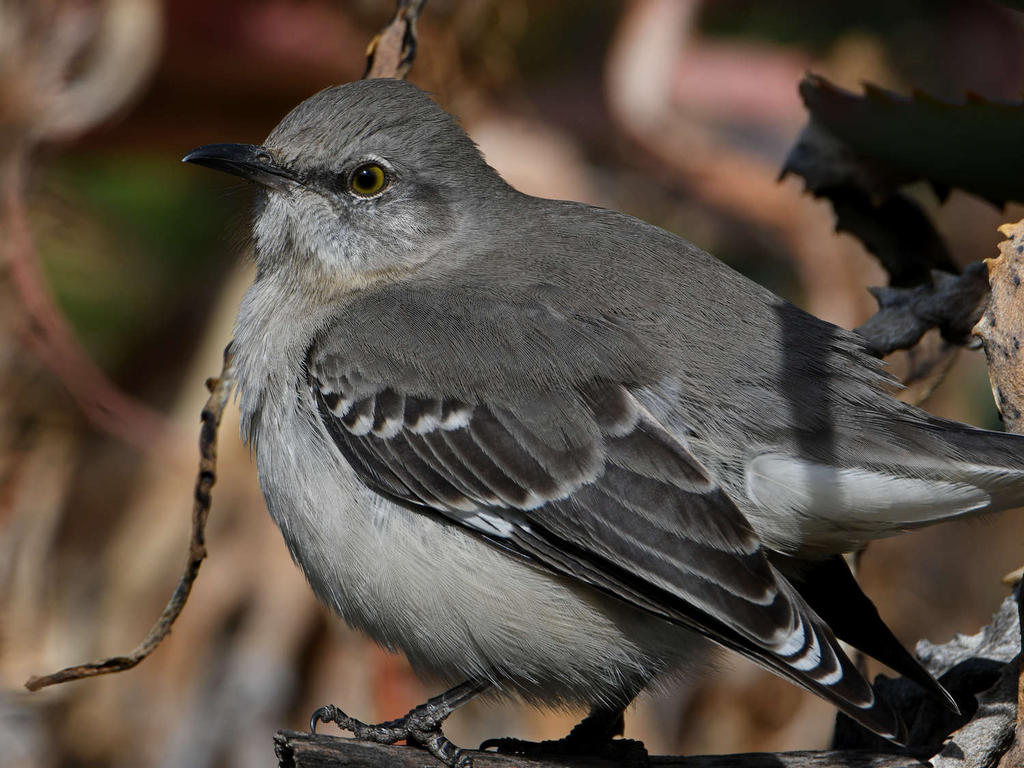 Mockingbird.jpg