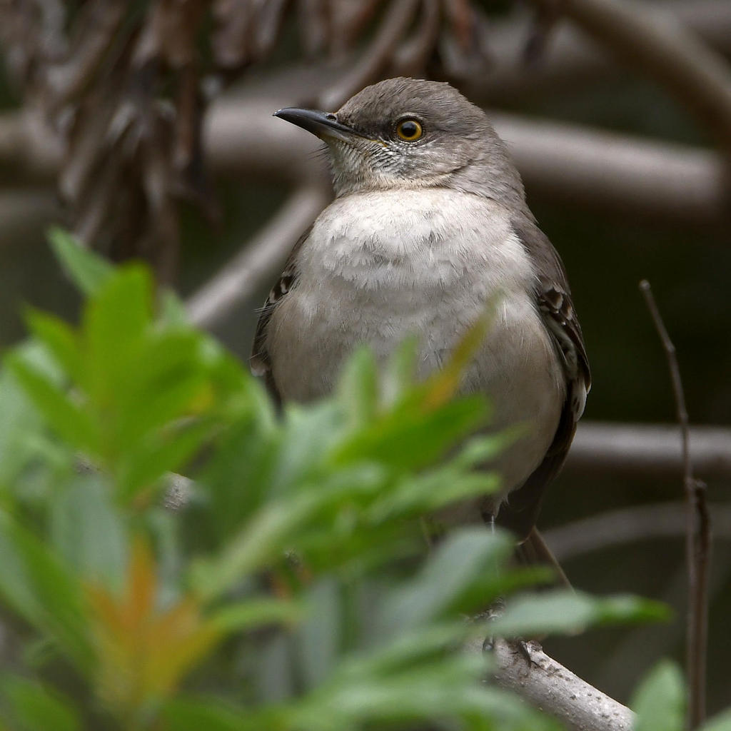 Mockingbird.jpg