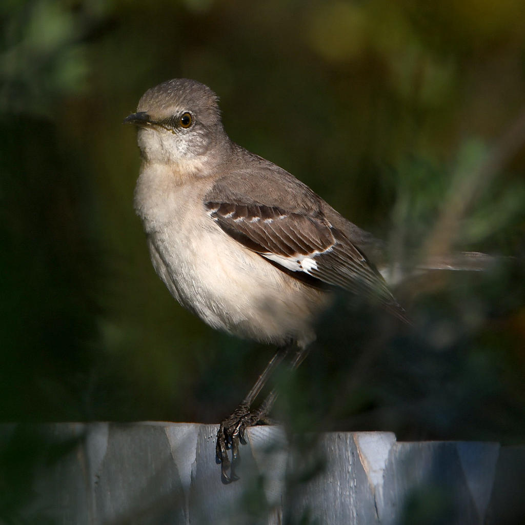 Mockingbird.jpg