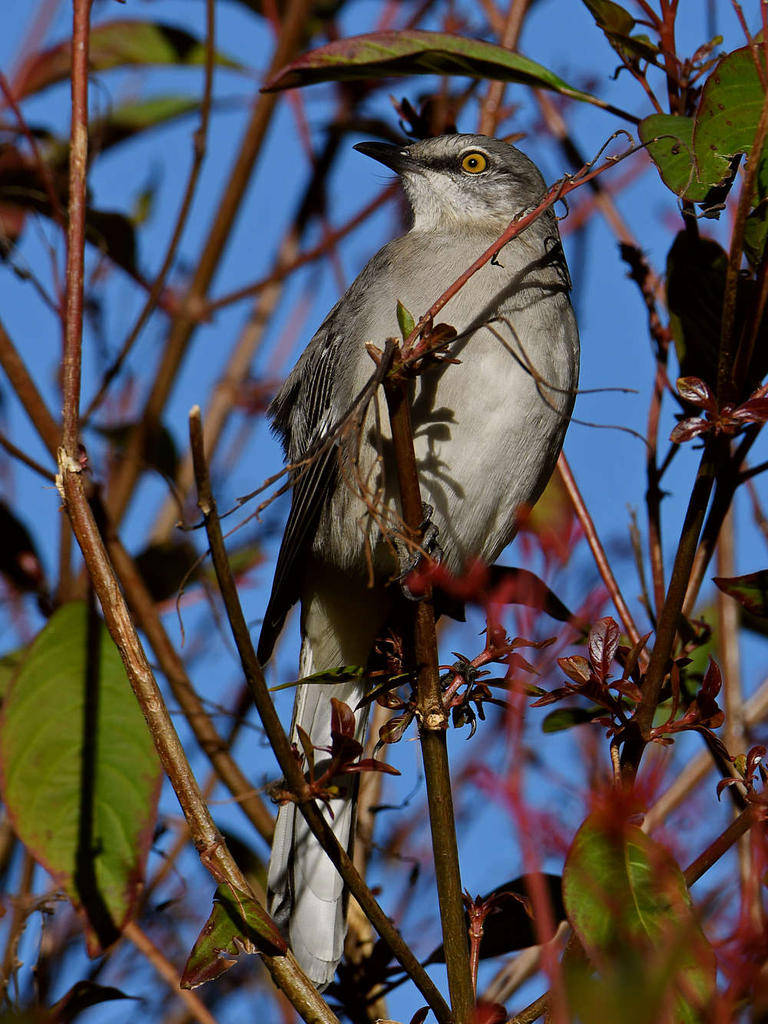 Mockingbird.jpg