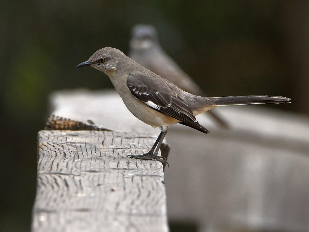 Mockingbird.jpg