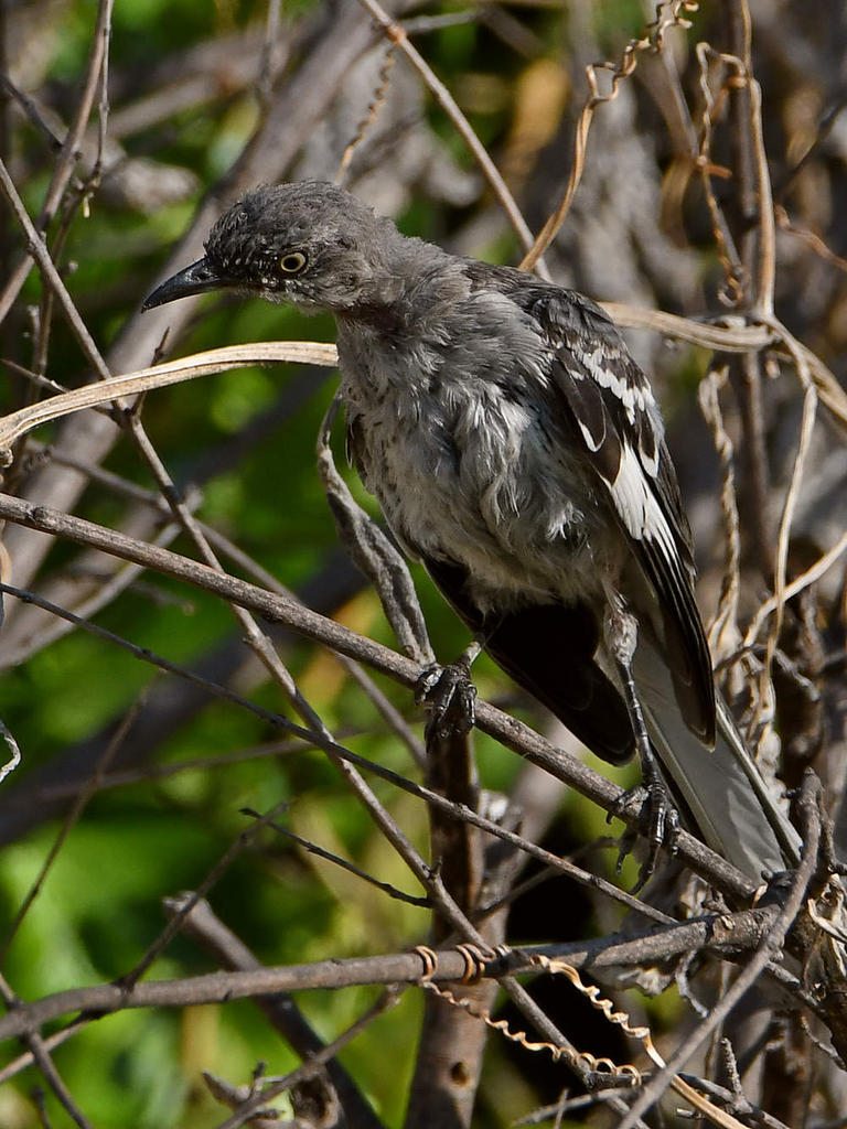 Mockingbird.jpg
