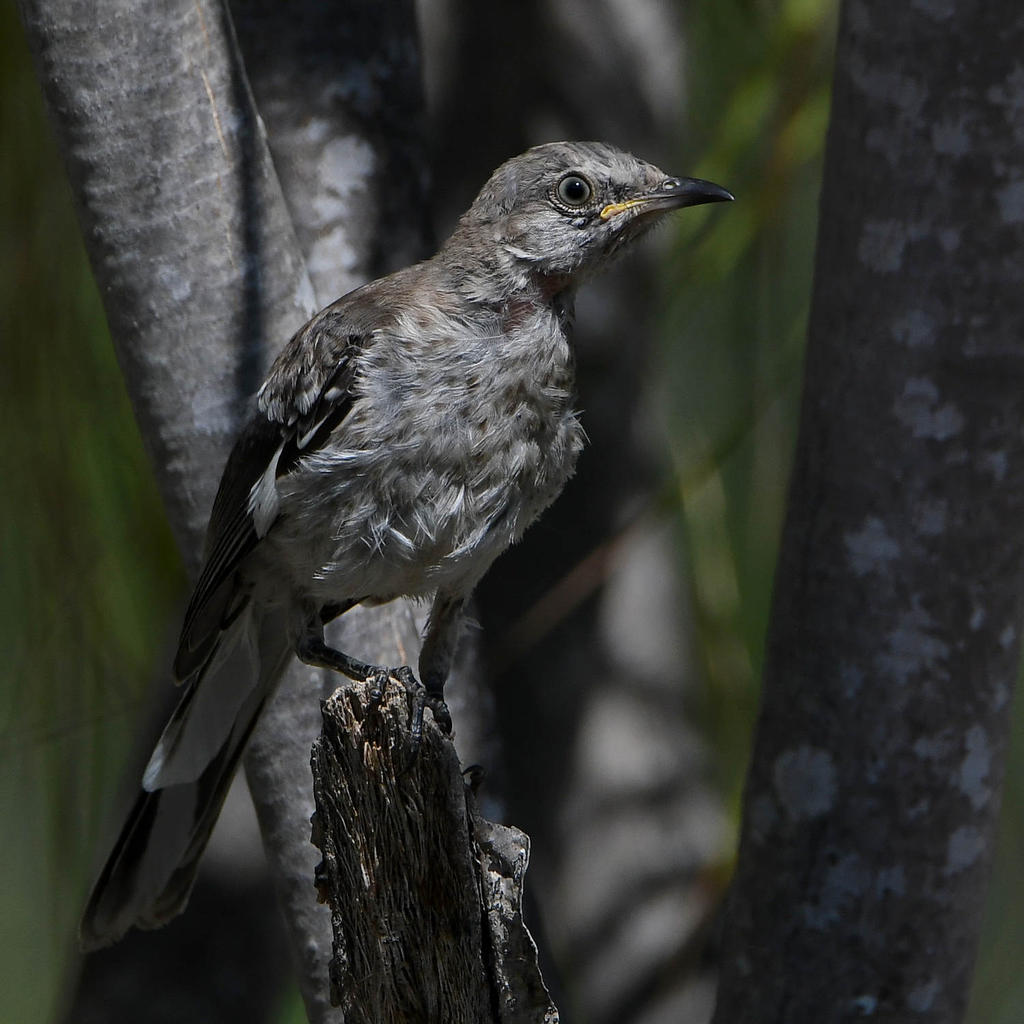 Mockingbird.jpg