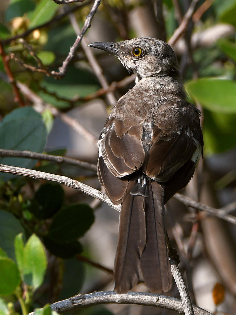 Mockingbird.jpg