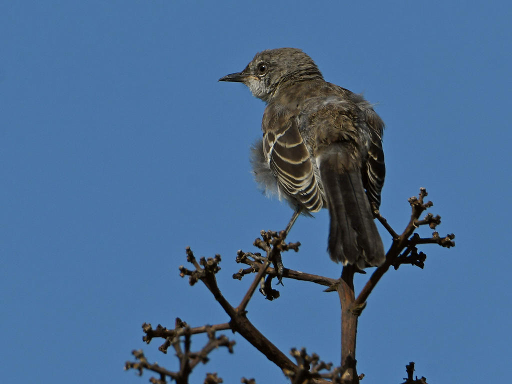 Mockingbird.jpg
