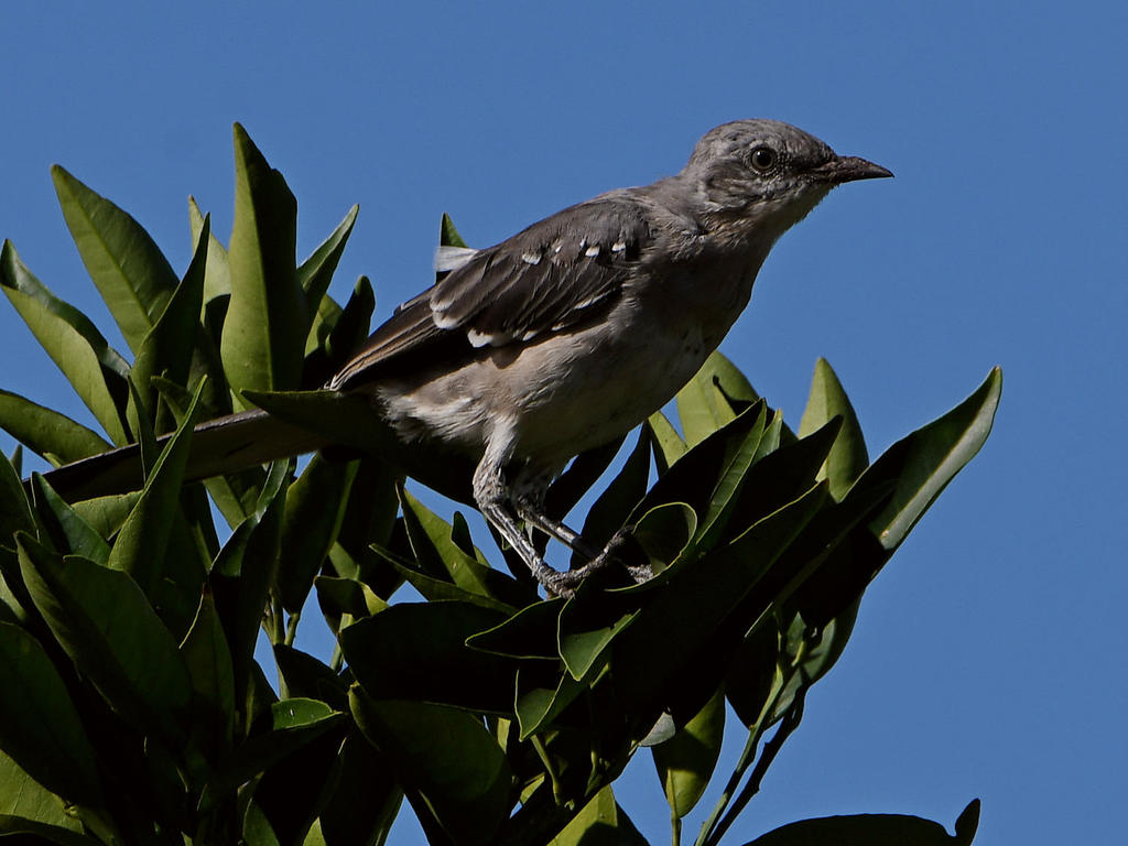 Mockingbird.jpg