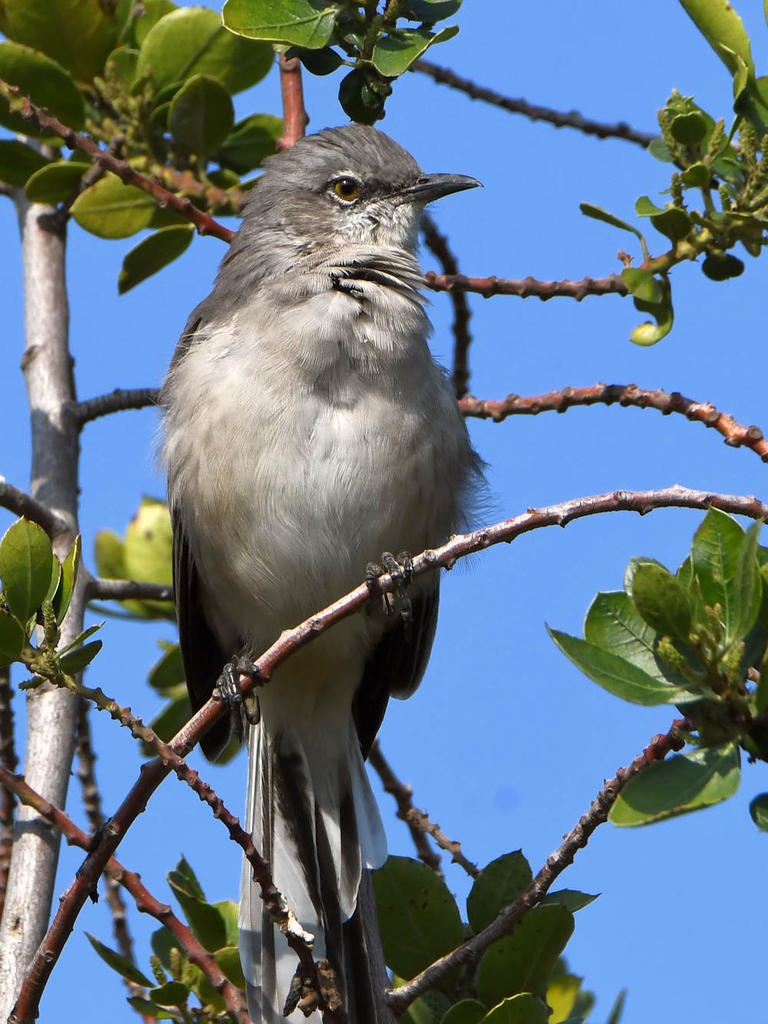 Mockingbird.jpg