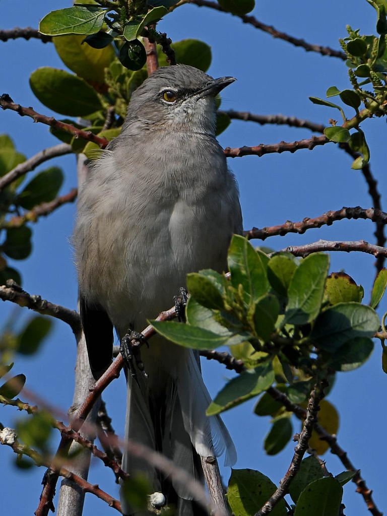 Mockingbird.jpg