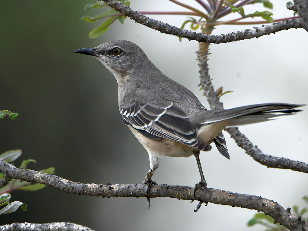Mockingbird.jpg