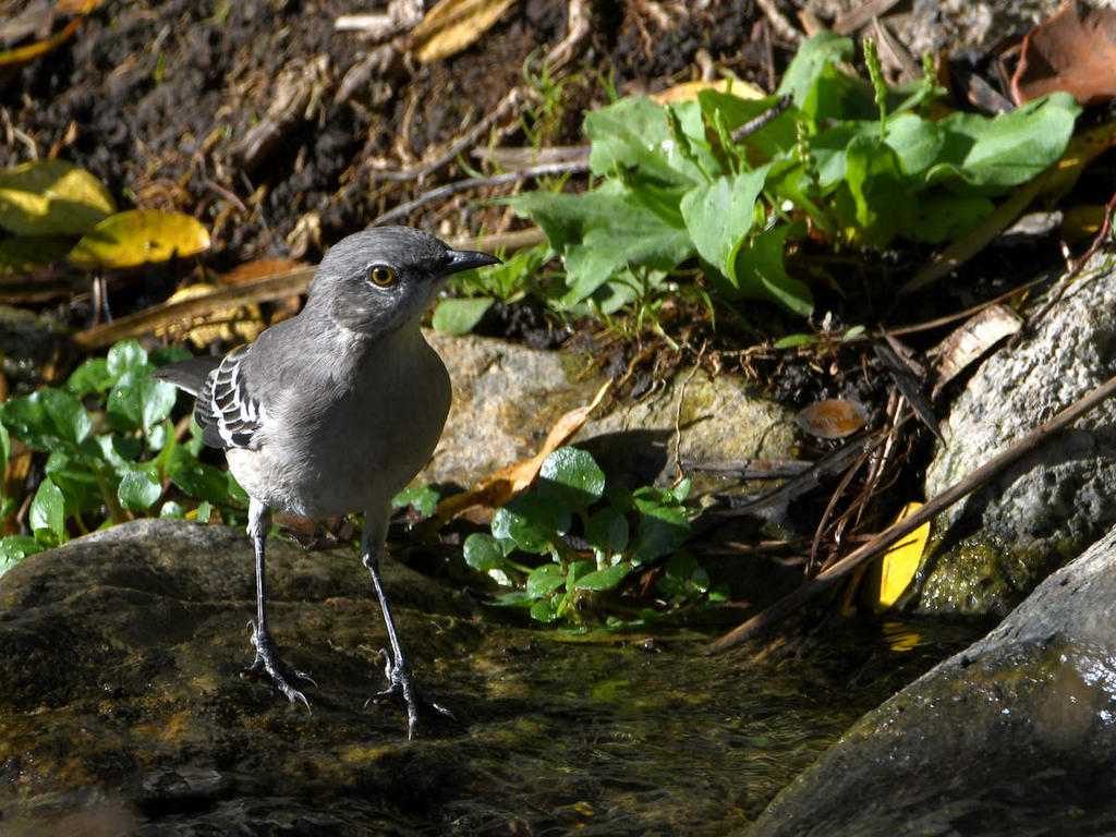 Mockingbird.jpg