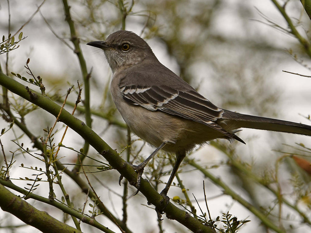 Mockingbird.jpg