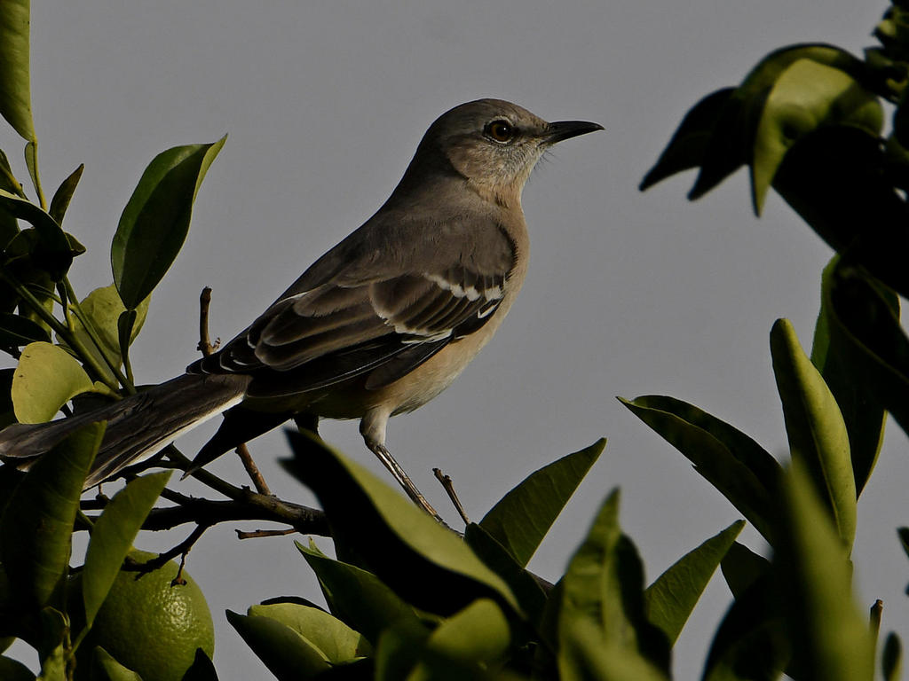 Mockingbird.jpg