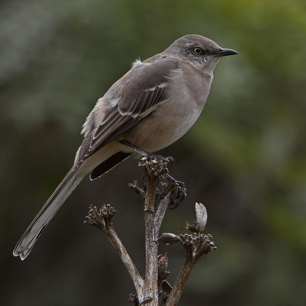 Mockingbird.jpg