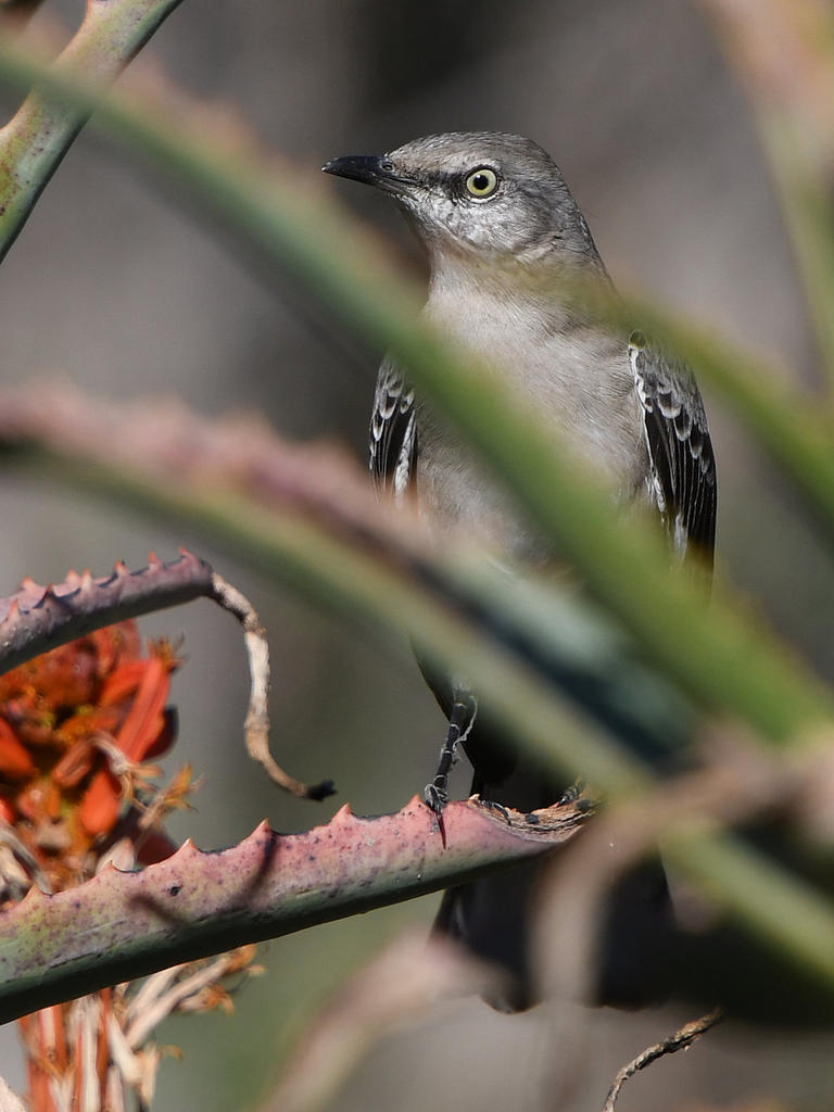 Mockingbird.jpg