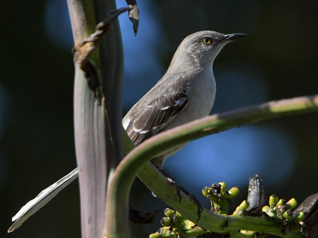 Mockingbird.jpg