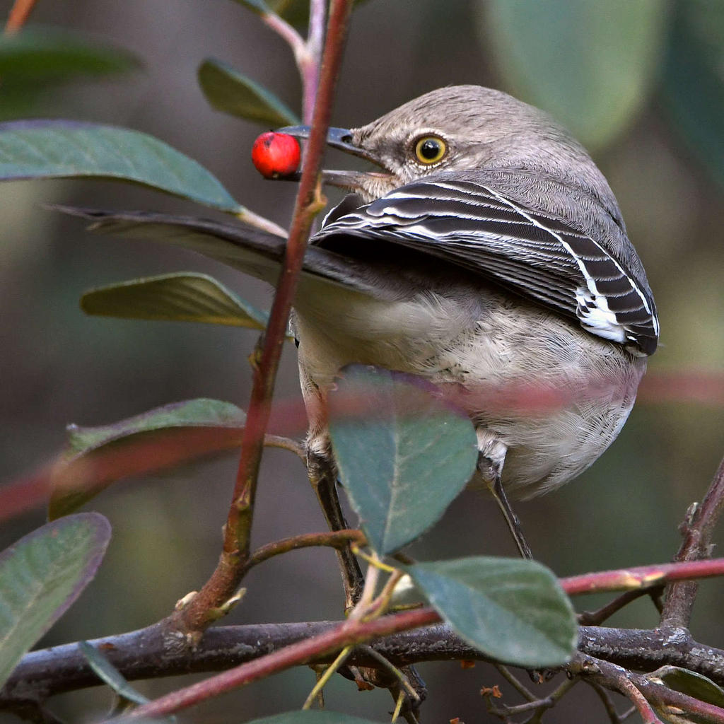 Mockingbird.jpg