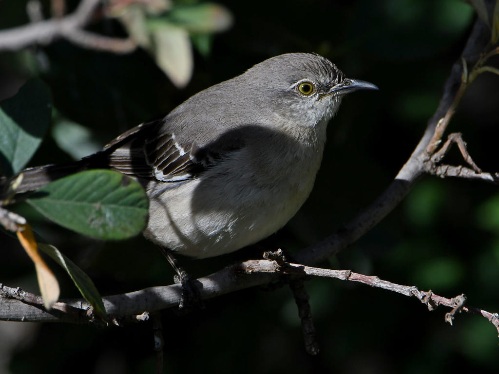 Mockingbird.jpg