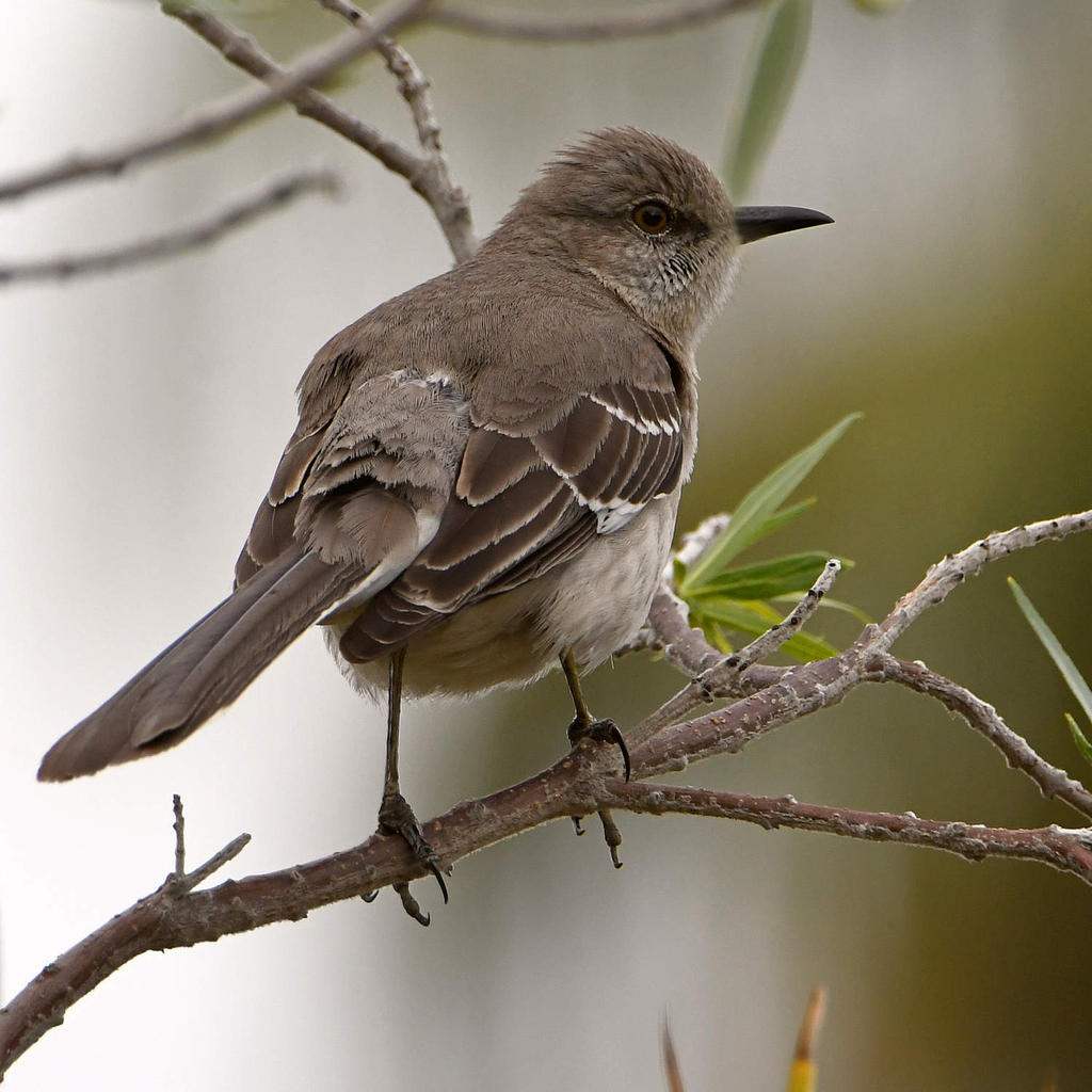 Mockingbird.jpg