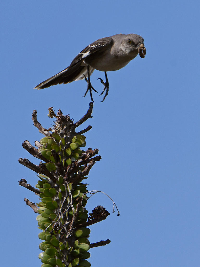 Mockingbird.jpg