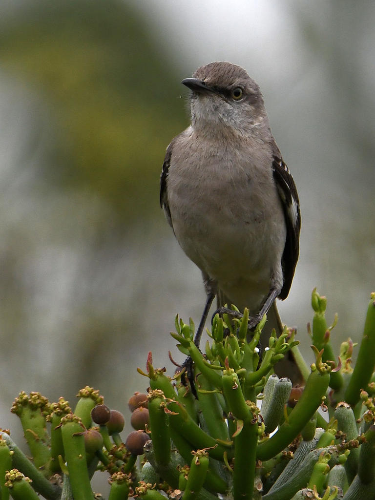 Mockingbird.jpg