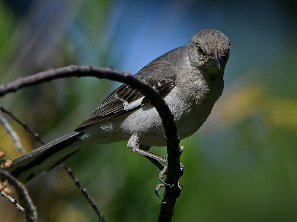 Mockingbird.jpg