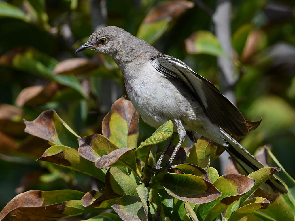 Mockingbird.jpg