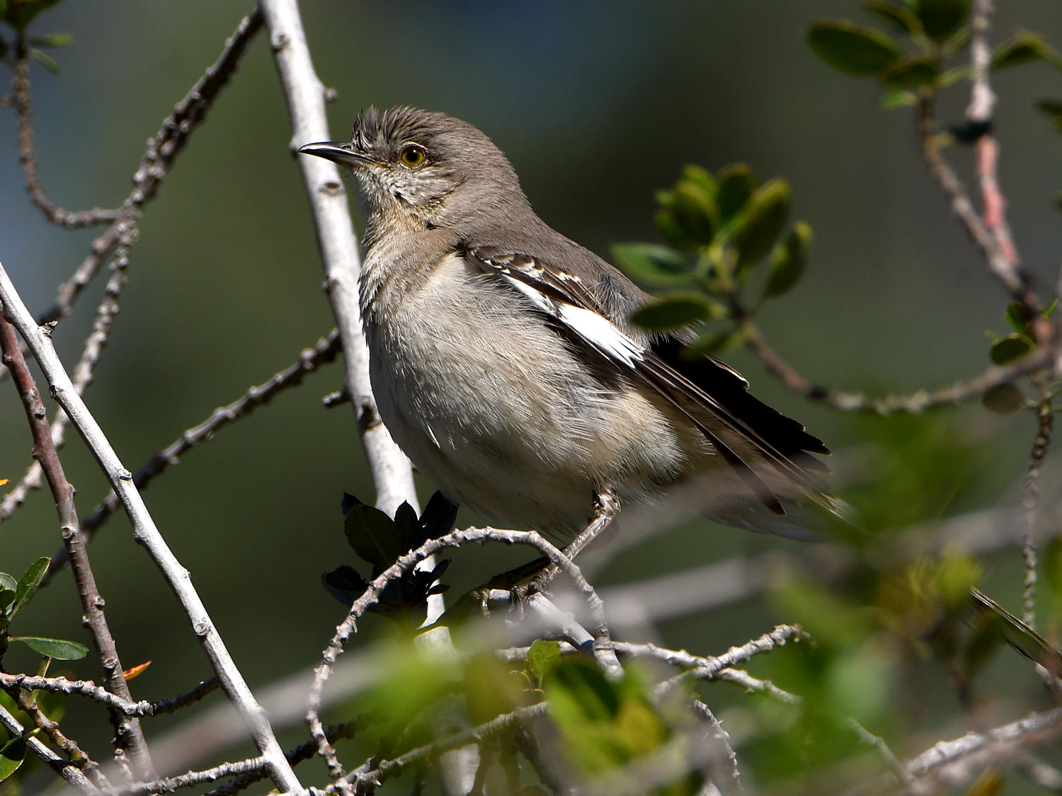 Mockingbird.jpg