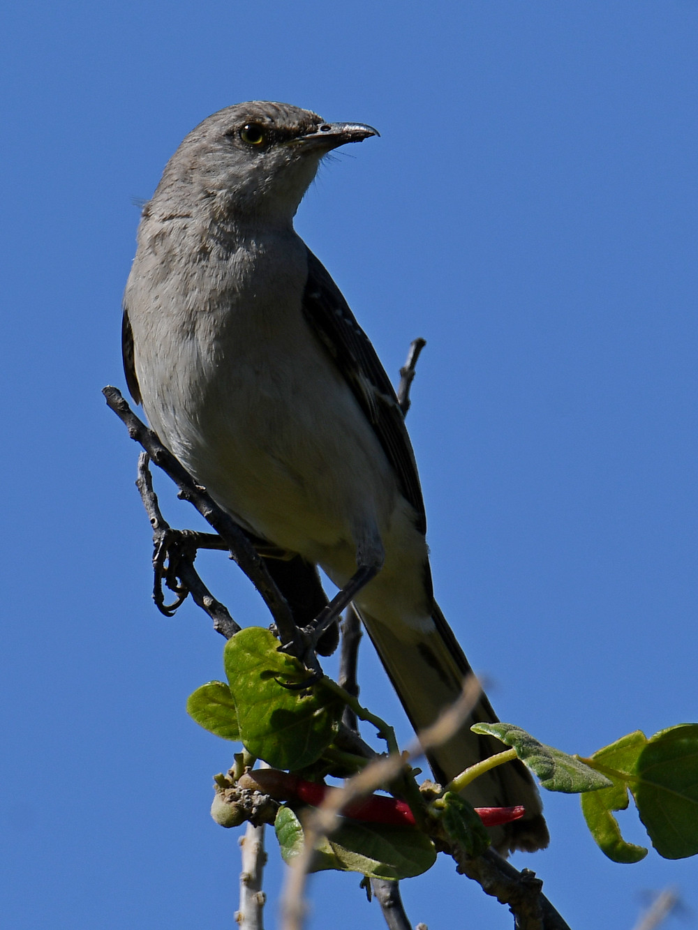 Mockingbird.jpg
