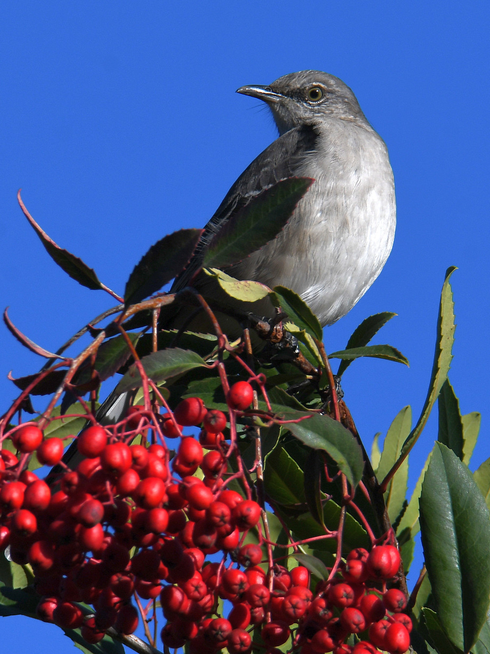 Mockingbird.jpg