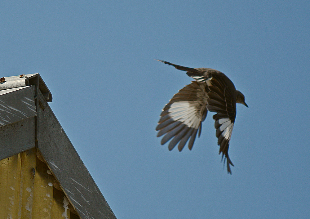 Mockingbird.jpg