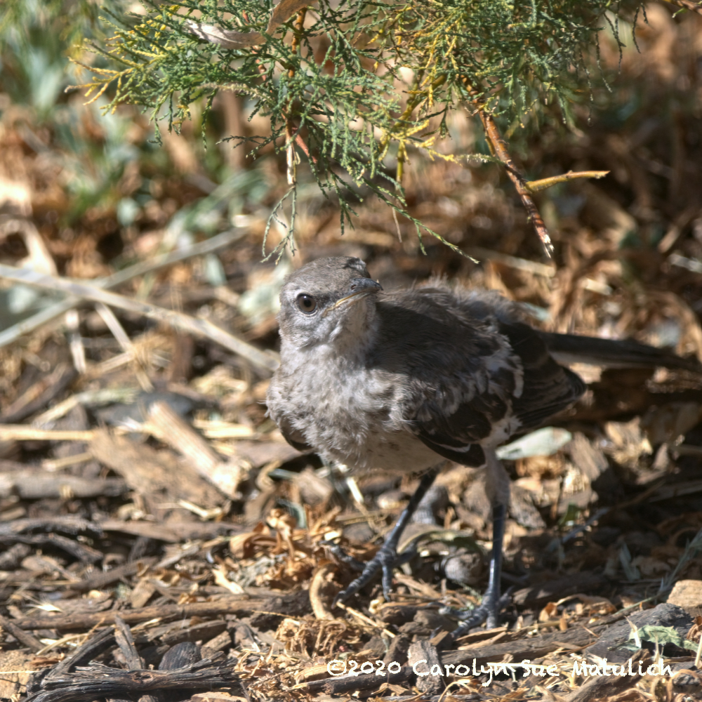 mockingbird juvie LR 72dpi 500_2593.jpg
