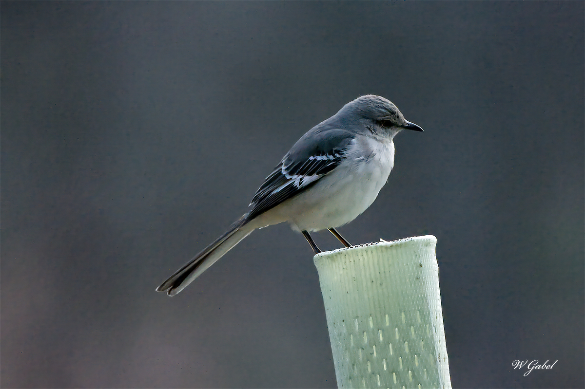MockingBird sm.jpg