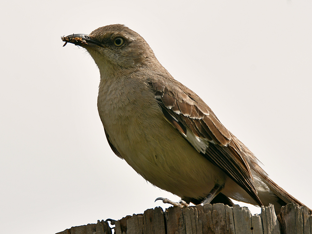 Mockingbird10.jpg