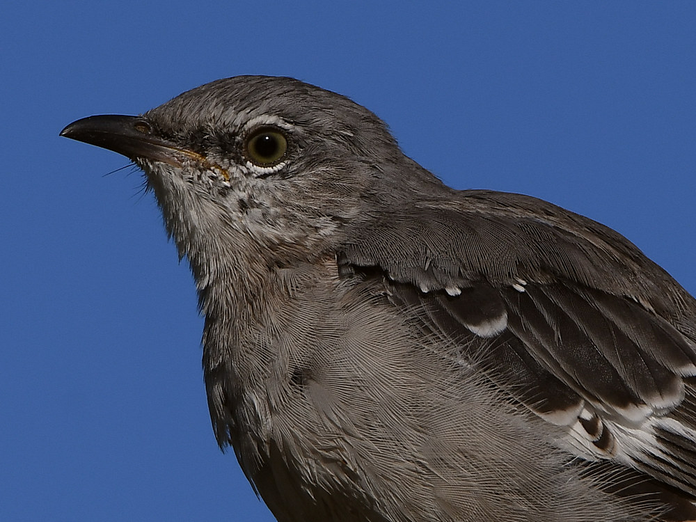 Mockingbird10.jpg