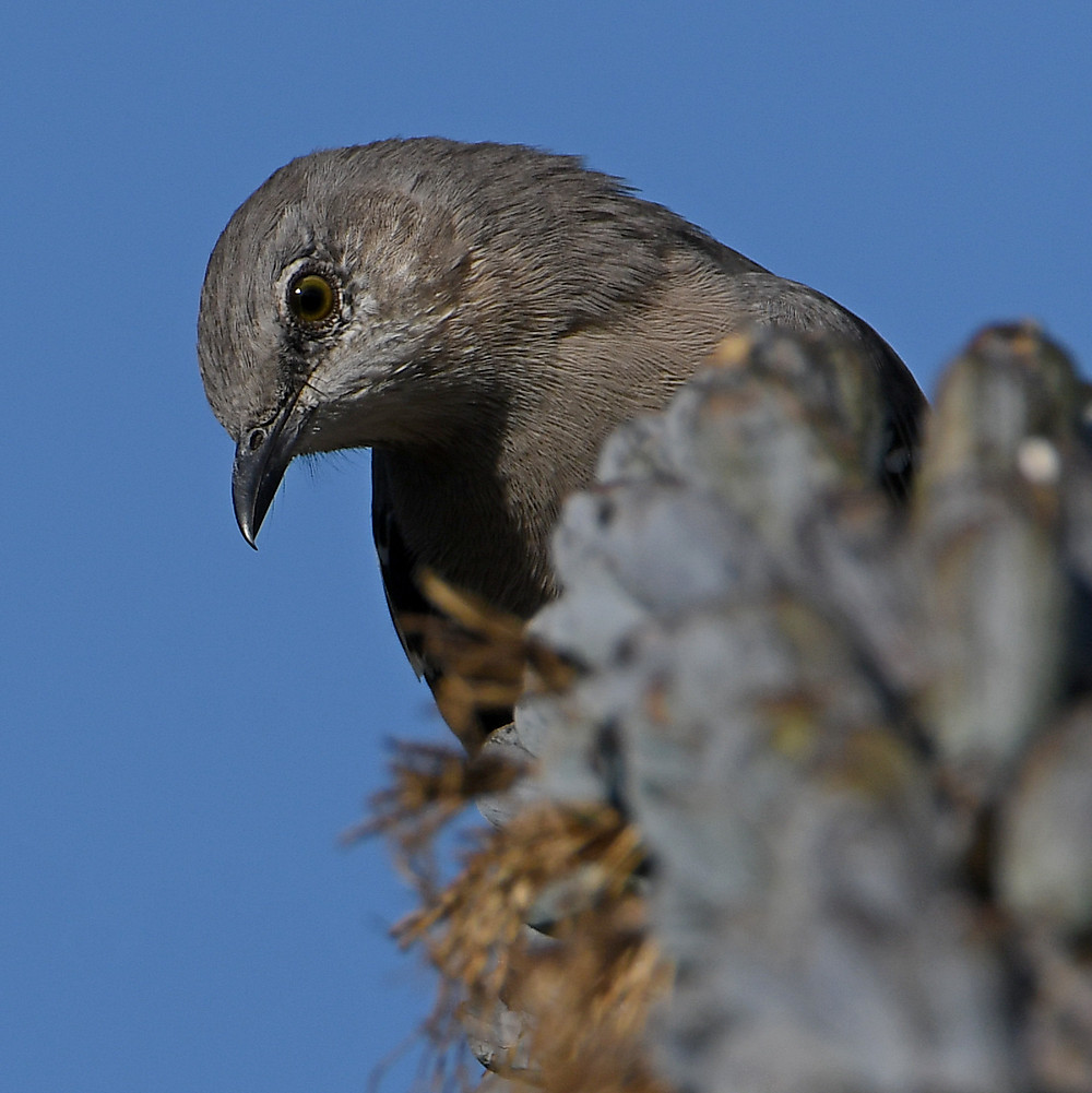 Mockingbird10.jpg
