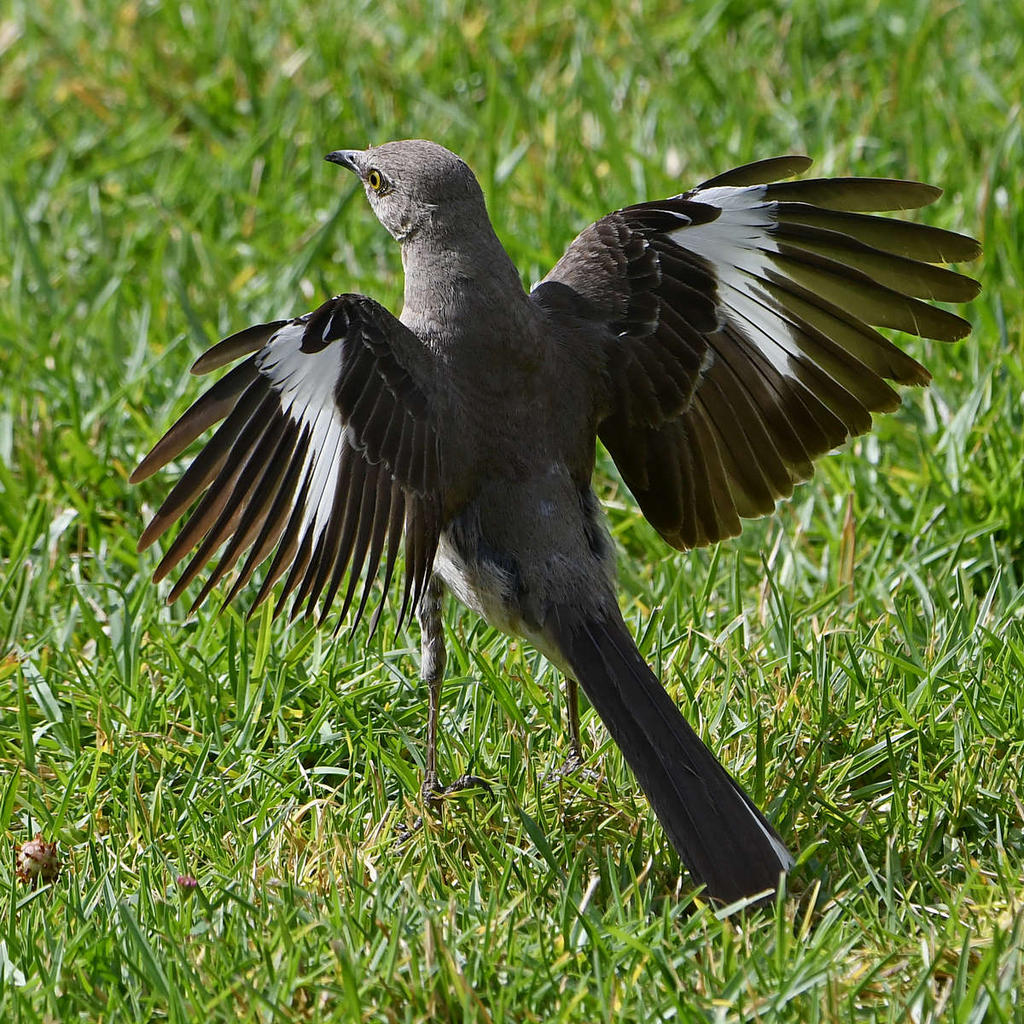 Mockingbird10.jpg