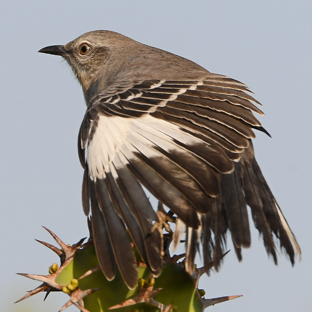 Mockingbird11.jpg