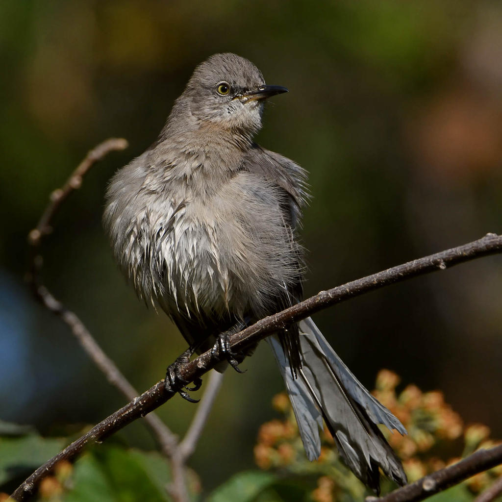 Mockingbird11.jpg