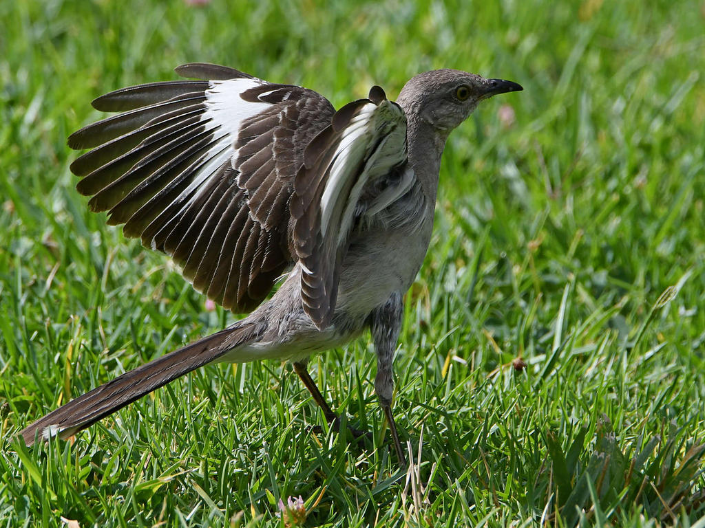 Mockingbird11.jpg