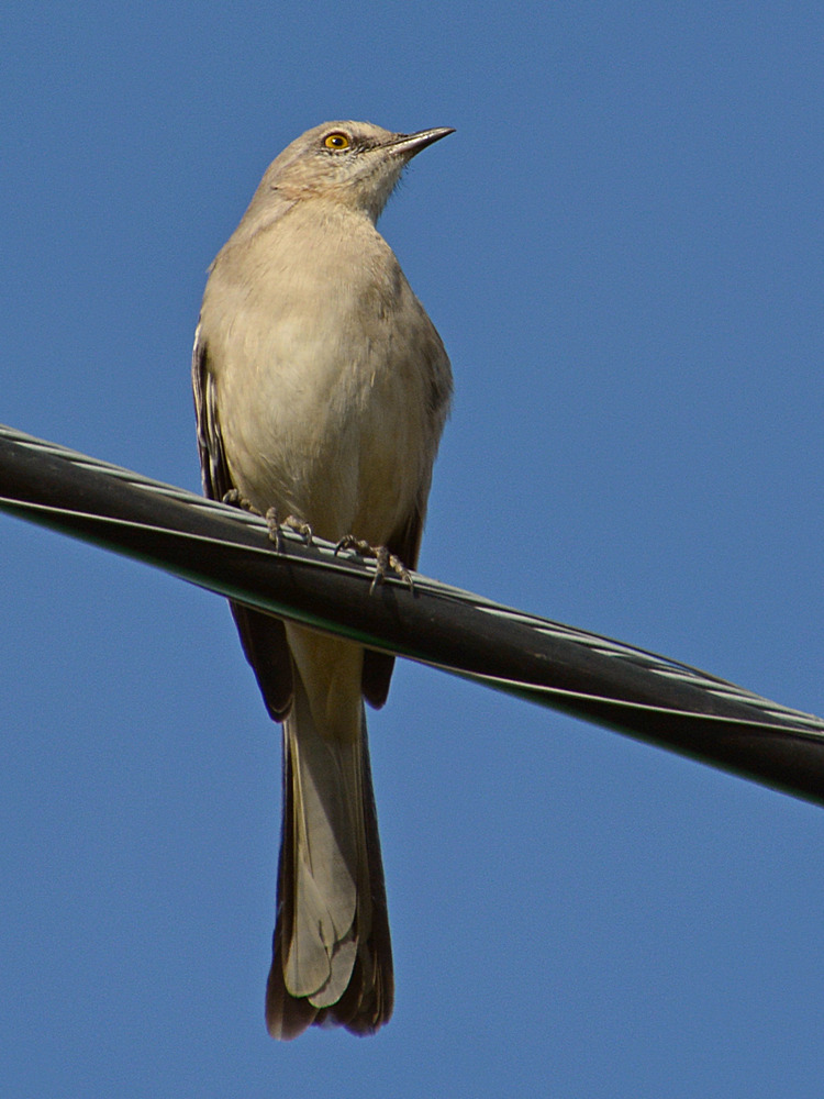 Mockingbird13.jpg